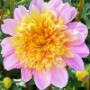 Pink Anemone Dahlias Diamond Painting