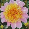 Pink Anemone Dahlias Diamond Painting