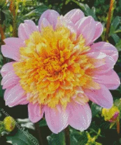 Pink Anemone Dahlias Diamond Painting