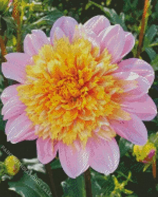 Pink Anemone Dahlias Diamond Painting