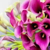 Pink Calla Lilies Diamond Painting