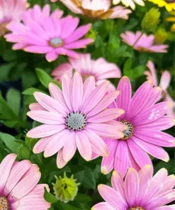 Pink Cape Daisies Diamond Painting