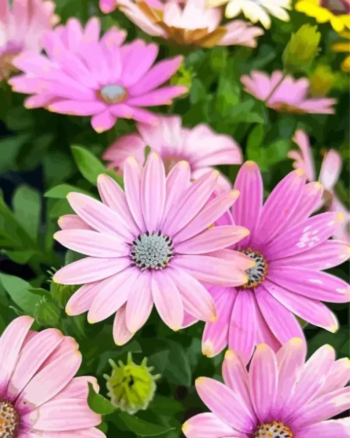 Pink Cape Daisies Diamond Painting