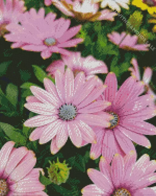 Pink Cape Daisies Diamond Painting