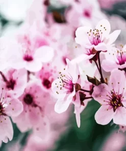 Pink Cherry Blossom Trees Diamond Painting