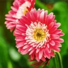 Pink Gerbera Daisies Diamond Painting