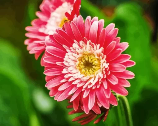 Pink Gerbera Daisies Diamond Painting