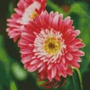 Pink Gerbera Daisies Diamond Painting