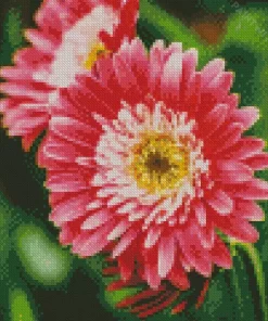 Pink Gerbera Daisies Diamond Painting