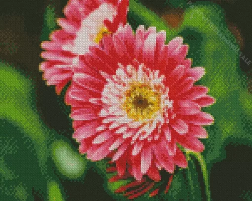 Pink Gerbera Daisies Diamond Painting