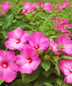 Pink Hardy Hibiscus Diamond Painting