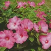 Pink Hardy Hibiscus Diamond Painting