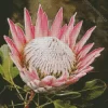 Pink King Protea Art Diamond Painting