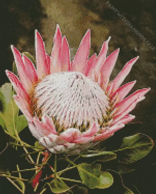 Pink King Protea Art Diamond Painting