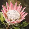 Pink King Protea Art Diamond Painting