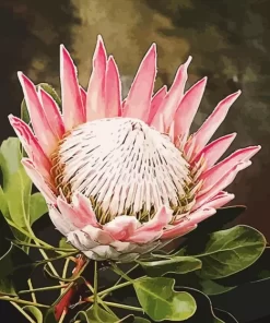 Pink King Protea Art Diamond Painting