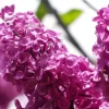 Pink Lilacs Diamond Painting