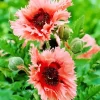 Pink Oriental Poppies Diamond Painting