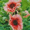 Pink Oriental Poppies Diamond Painting