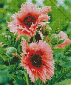 Pink Oriental Poppies Diamond Painting