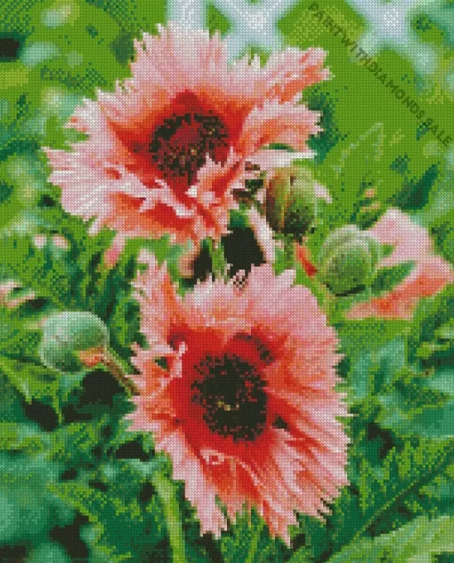 Pink Oriental Poppies Diamond Painting