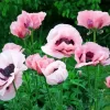 Pink Oriental Poppy Diamond Painting