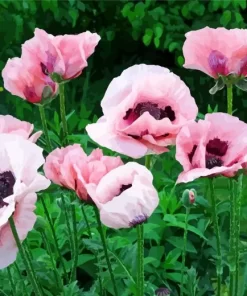 Pink Oriental Poppy Diamond Painting