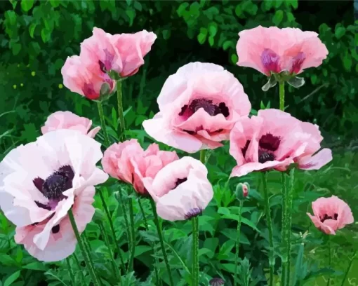 Pink Oriental Poppy Diamond Painting