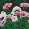 Pink Oriental Poppy Diamond Painting