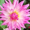 Pink Stella Dahlia Diamond Painting