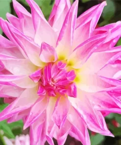 Pink Stella Dahlia Diamond Painting