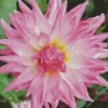 Pink Stella Dahlia Diamond Painting