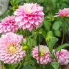 Pink Stellar Dahlias Diamond Painting