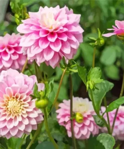 Pink Stellar Dahlias Diamond Painting