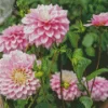 Pink Stellar Dahlias Diamond Painting