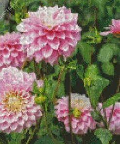 Pink Stellar Dahlias Diamond Painting