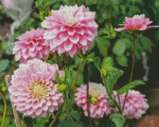 Pink Stellar Dahlias Diamond Painting