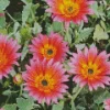 Pink Sugar African Daisy Diamond Painting