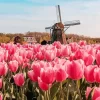 Pink Tulips In Amsterdam Diamond Painting