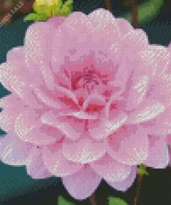 Pink Waterlily Dahlias Diamond Painting