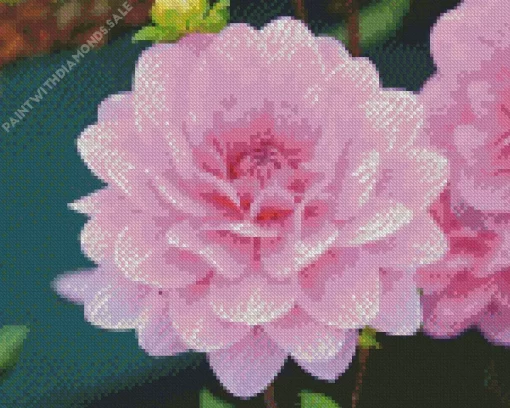 Pink Waterlily Dahlias Diamond Painting