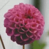 Pompon Dahlias Flower Diamond Painting