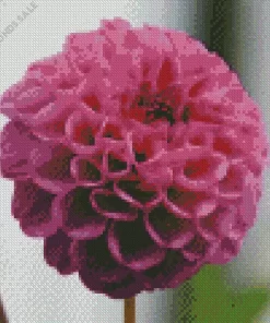 Pompon Dahlias Flower Diamond Painting