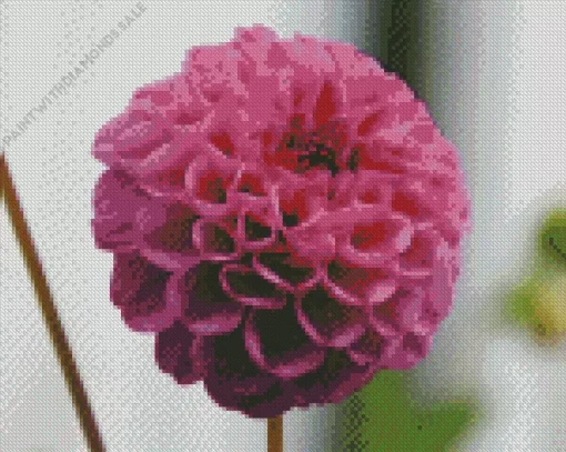 Pompon Dahlias Flower Diamond Painting