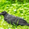 Punjab Raven Bird Diamond Painting