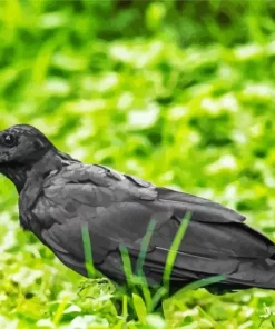 Punjab Raven Bird Diamond Painting