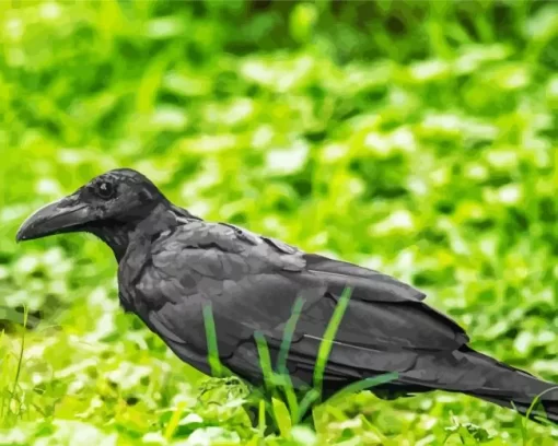 Punjab Raven Bird Diamond Painting