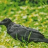 Punjab Raven Bird Diamond Painting