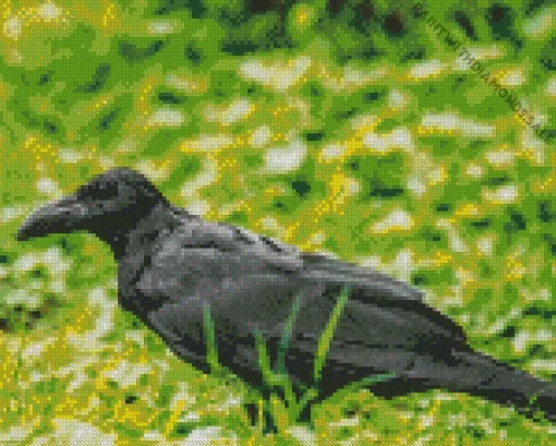 Punjab Raven Bird Diamond Painting