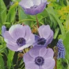 Purple Anemone Diamond Painting